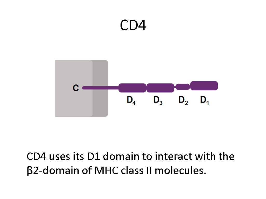 CD4 CD4 uses its D1 domain to interact with the β2-domain of MHC class
